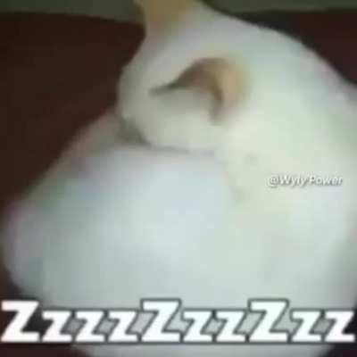 Zzz tru sapardos 🐸🐸🐸