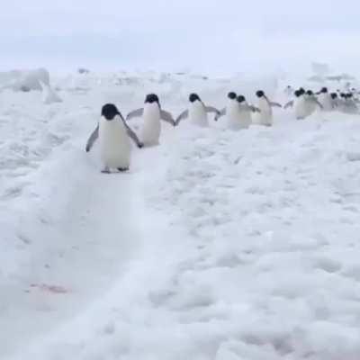 Just penguins walking