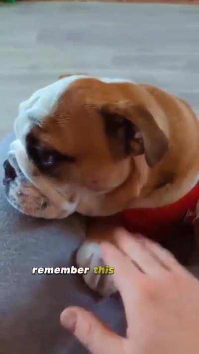 Yank here, why does Penaldog not like Topspurs?