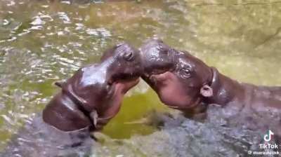 Things are going well for the newlyweds moo tun (moo deng’s brother) and moo manao ❤️