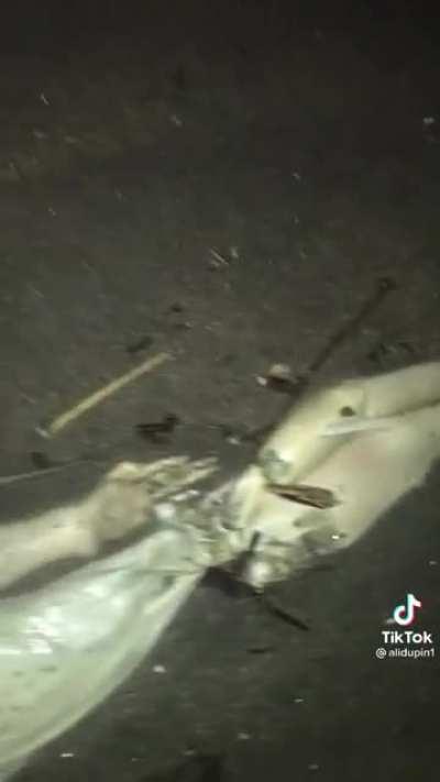 Strange creature found washed up on beach