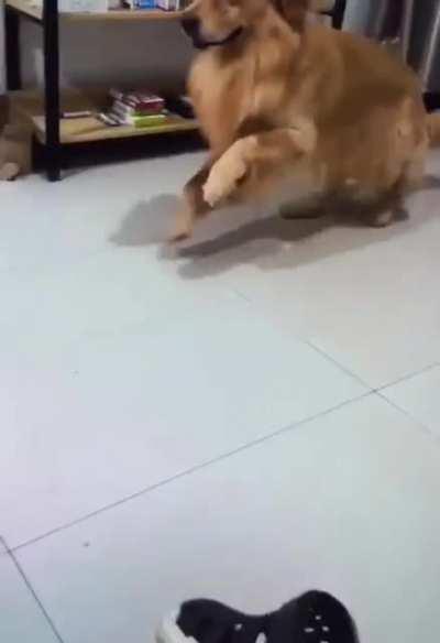 O cachorro zuando o cara mano KKKK