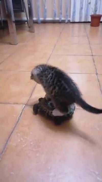 Illegal smol criminal taking the bus