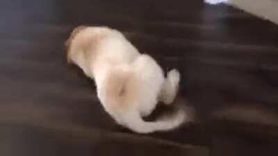 HUMAN! HI! WHAT’S U— OH FUCK FUCK FUCK HI FREN