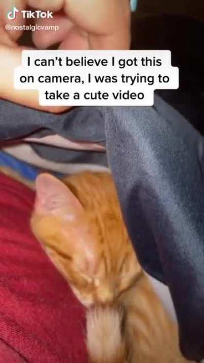 To take a cute picture of the sleeping kitty…