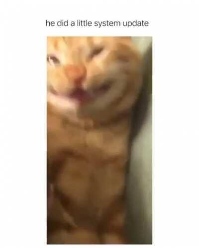 When you take too much catnip