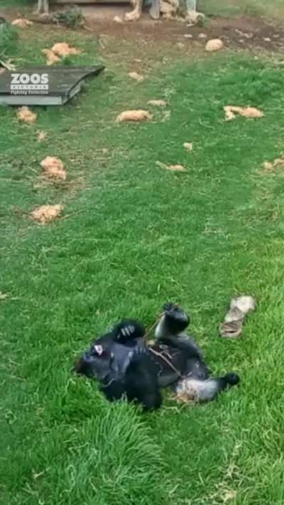 Contrary to popular belief, some lowland gorillas actually enjoy the rain
