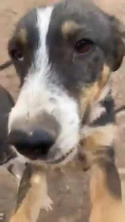 Who do we pet first??? You can be having the worst day ever, and this daily reaction and demands for pets makes our day.