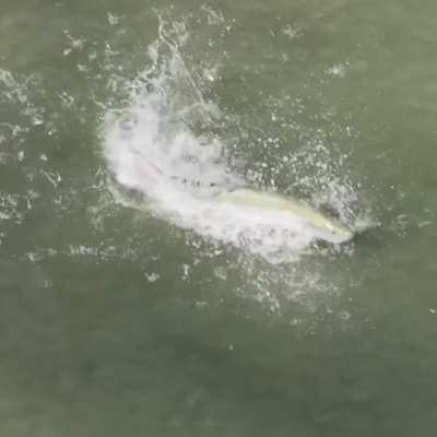 Jumpy fish (Tarpon) putting on a show for people at the beach