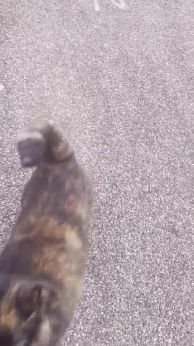 The loveliest not my cat came to say hello on our walk this evening!