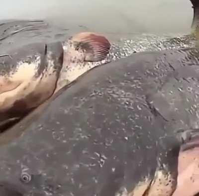 Those are big catfish.