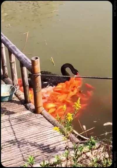 Swans need water to swallow, so these fish suck the food out of the swan's beak