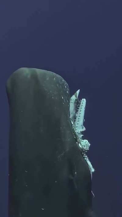 Sperm Whale Surfacing w/ Giant Squid in its Mouth