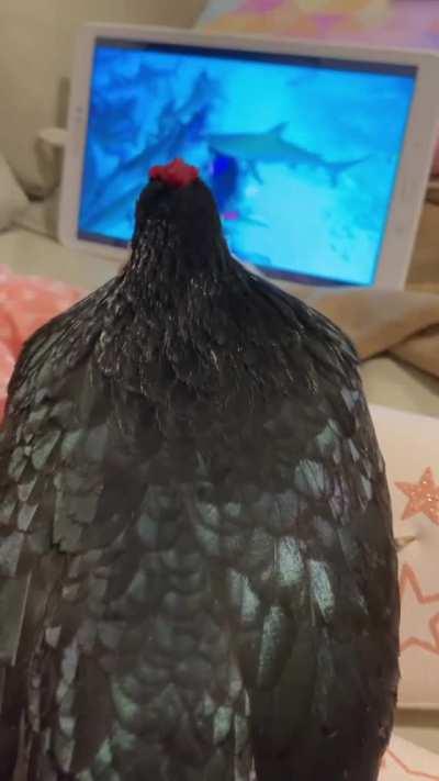 Don't disturb her when she is watching sharks