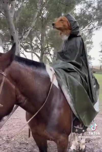 AOT - Un chien a rejoint le bataillon d’exploration