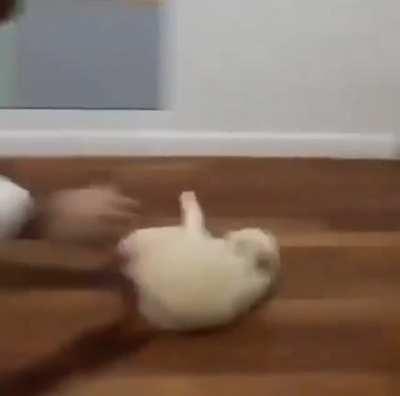 Polishing the floor with cat is much slower but much more fun!