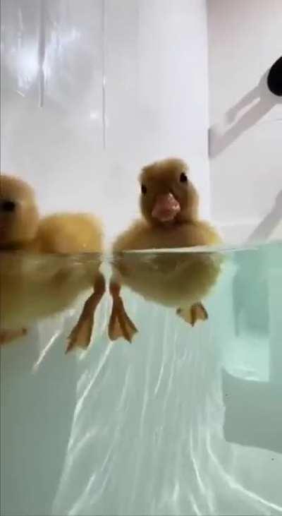 Having a bad day? just watch these cute little ducklings as they enjoy their swimming.