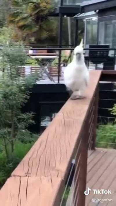 Parrot wiggle competition