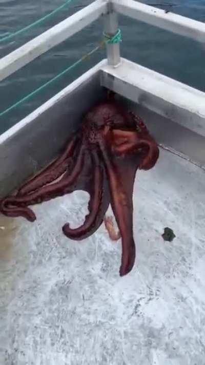 🔥 Octopus escape from fishing trawler