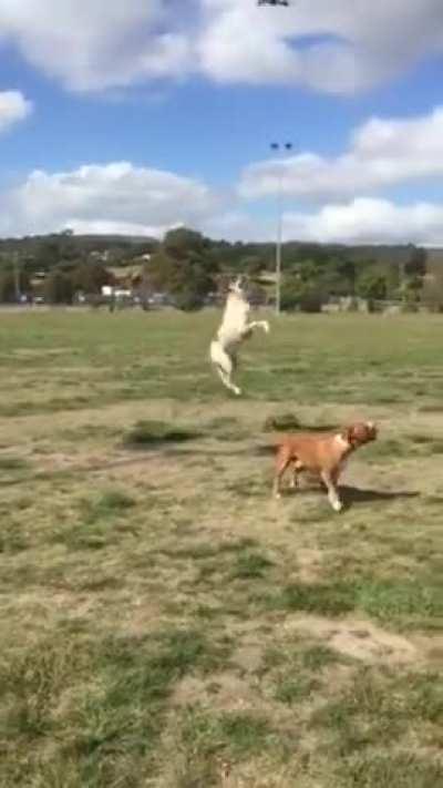 Good boy is fascinated by the new quadcopter