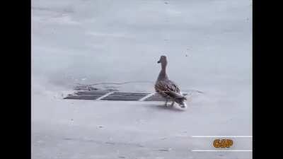 Into the Duck Realm (It's like they phased through the ground...))