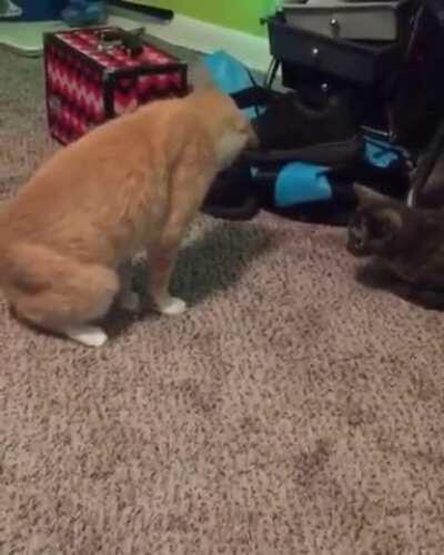 Cat Standing On His Own Tail