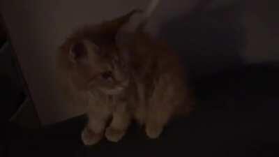 my cat said he didn&rsquo;t like big chungus