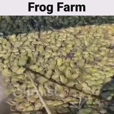 Frog Farm.