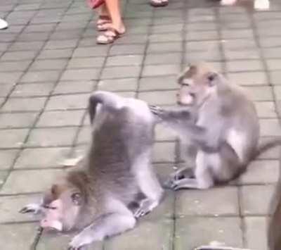 ‘How does it look, doc?’