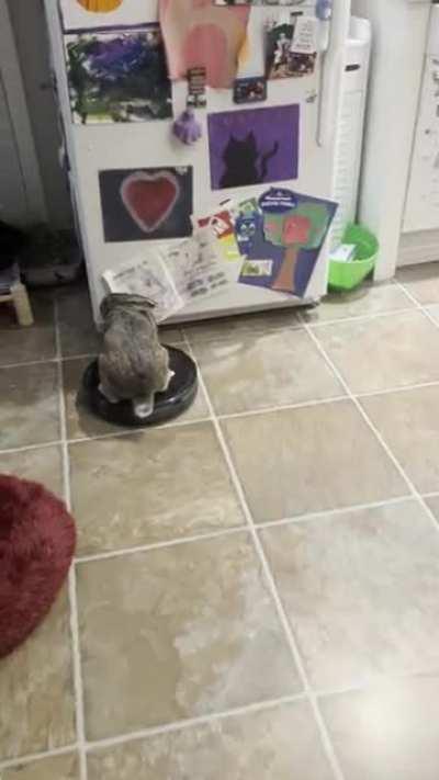 He strikes again… of course Arlo isnt normal🙄I think I scared him off of it though (he knows he is not allowed to sit on it bc sometimes he poops on it then has the vacuum do the devils work for him)