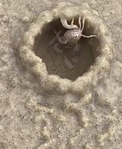🔥 Tiny crab building itself a sand hut