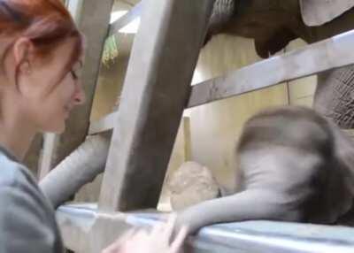 Baby elephant getting scritches