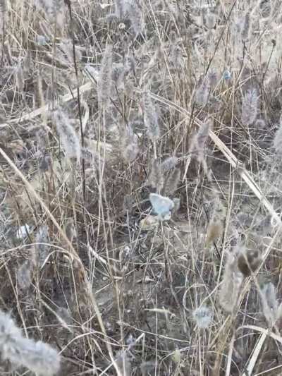 Help! Looks straight out of a fairytale..