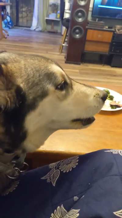 Loki wants my dinner