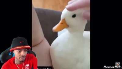 “Oh I didn’t know those type of ducks still exist anymore, I thought they were extinct” 😂💀