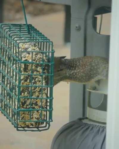 Baby birds… Apparently