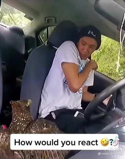 When Talonflame dives on you