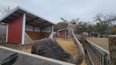 Photographer viciously attacked by ostrich