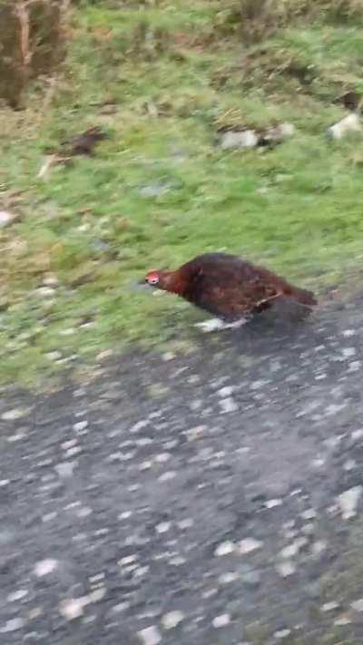 A wild Grouse has appeared...