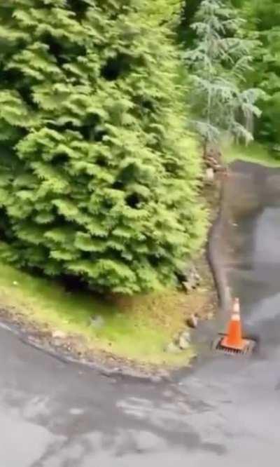 Bear: aright imma head out