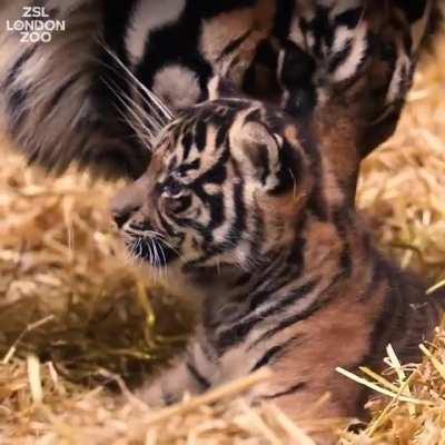 It's a boy! This is an update on the Sumatran Tiger Cub born in London Zoo at 02:19 on Sunday 12 December. The keepers released the news today - as we can see it (no name yet) is doing well which is great to see! I'll link to the previous post in here on 