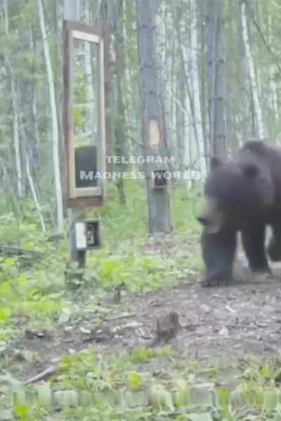 Bear is surprised when he looked in the mirror