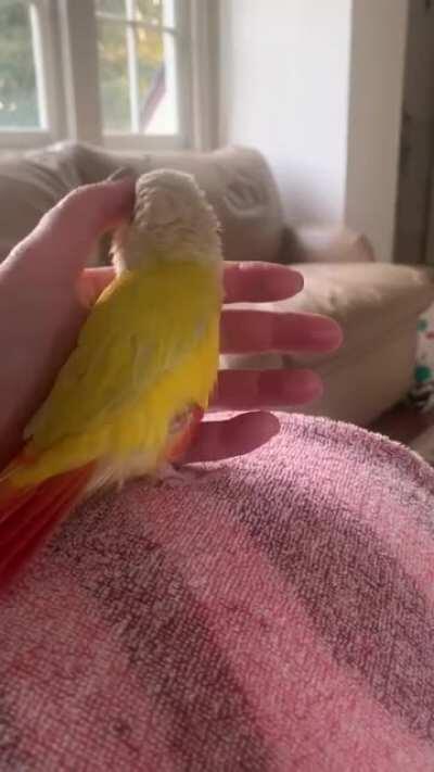 Scritchgasms! Two months after being rehomed, this suncheek is finally feeling safe.