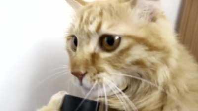 Cat derp vs vacuum
