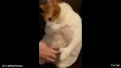 Re tierno el gato qliao (hola soy nuevo xdxdxdxd)