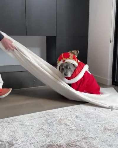 All hail king doggo