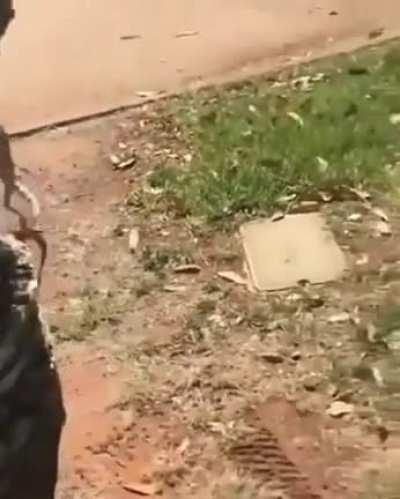 Excuse me, my lizzard people need me!