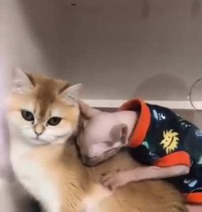 Viernes de picar costillas