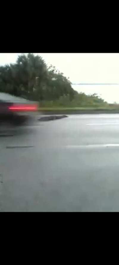 Gator hit by car on the Florida 1 freeway.