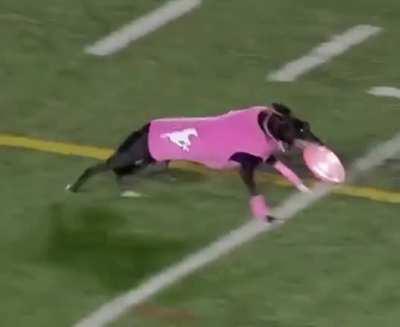 Dog sets Frisbee record for longest catch at 109 yards